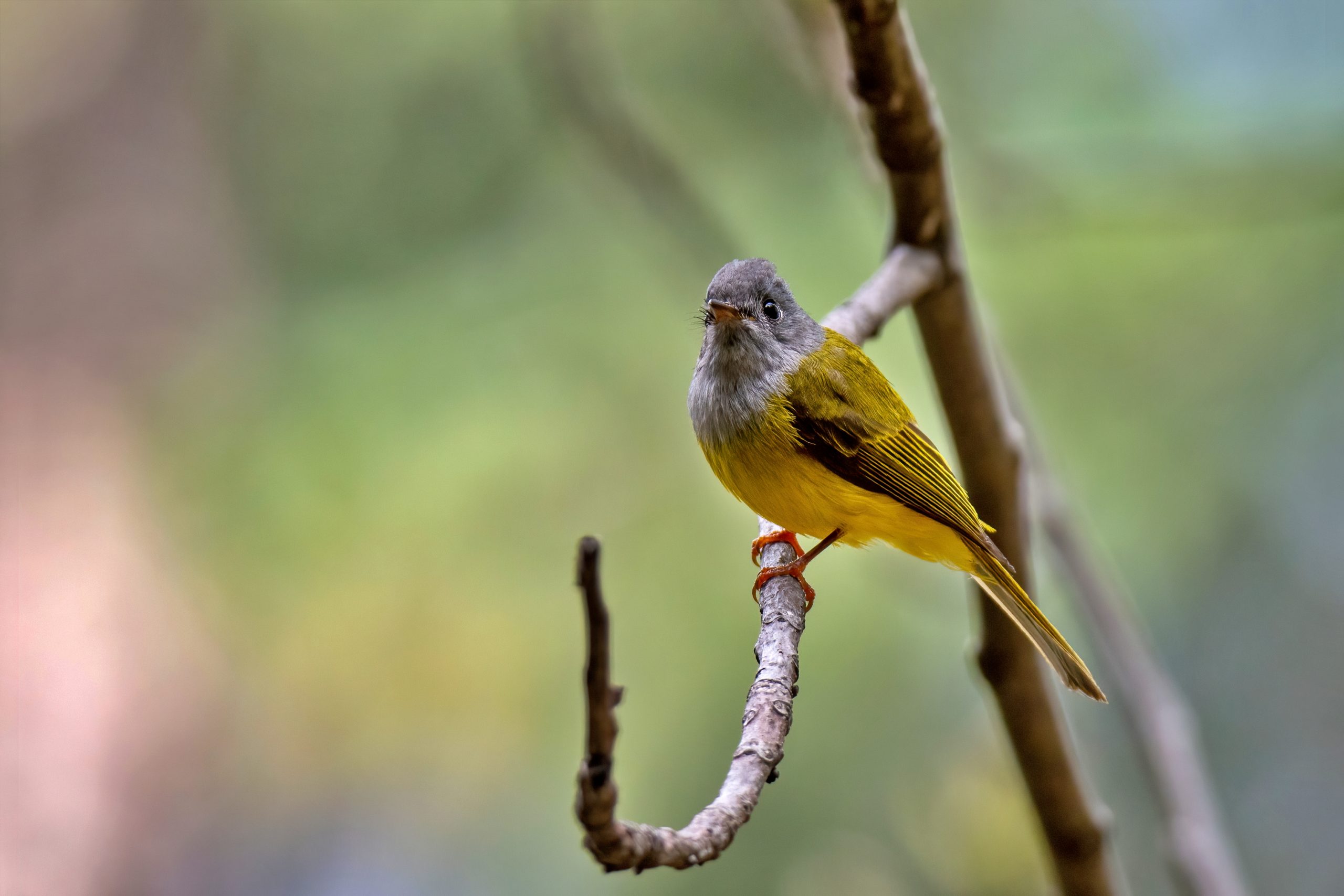 Grey-headed Canary-Flycatcher