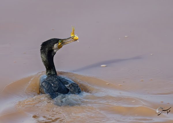 Great Cormorant catch the Goldfish