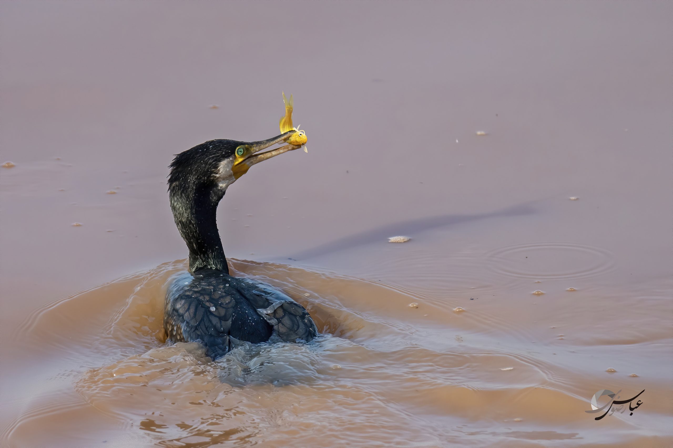 Great Cormorant catch the Goldfish